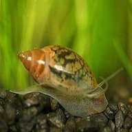 pond snails for sale