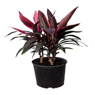 cordyline for sale