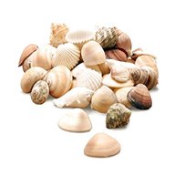 craft shells for sale