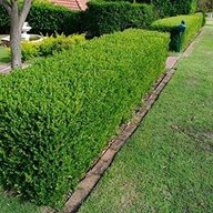 boxwood hedging for sale