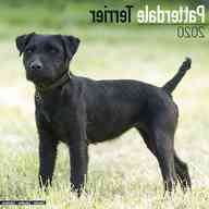 patterdale terrier for sale