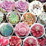 succulent seeds for sale