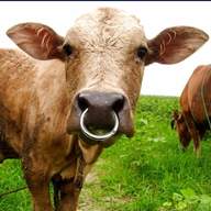 nose rings cattle for sale