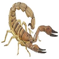scorpion for sale