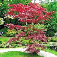 acer tree for sale