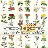 vintage botanical prints for sale