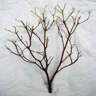 manzanita branches for sale