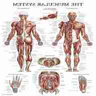 anatomy poster for sale