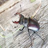 stag beetle for sale