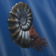 ammonite for sale