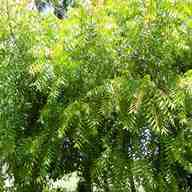 neem plant for sale