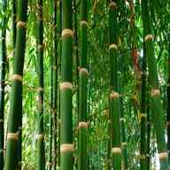 bamboo plants for sale