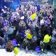 marine aquarium for sale
