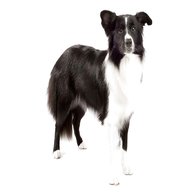 border collie for sale