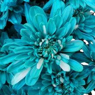 turquoise flowers for sale