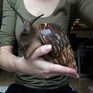 giant african land snails for sale
