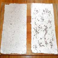 seed paper for sale