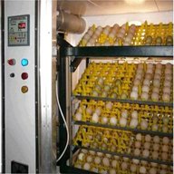 poultry incubator for sale