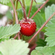 alpine strawberry for sale