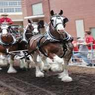 clydesdale horse for sale