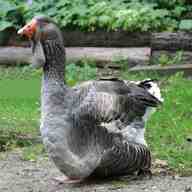 toulouse geese for sale