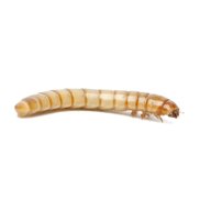 mealworms for sale