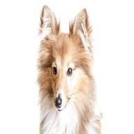 sheltie dogs for sale