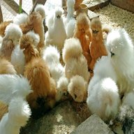 silkie hatching eggs for sale