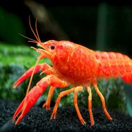 crayfish for sale