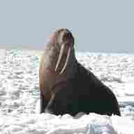 walrus for sale