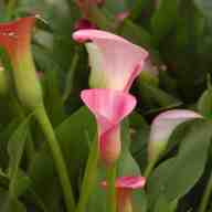 calla lilies for sale
