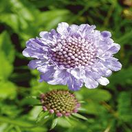 scabious for sale