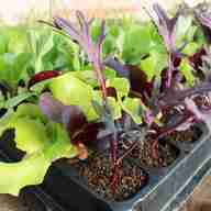 vegetable plug plants for sale