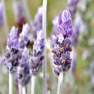 lavender plants for sale