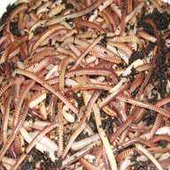 tiger worms for sale