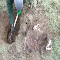 badger digging for sale