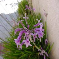 tulbaghia for sale