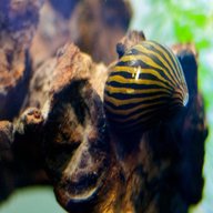aquarium snails for sale