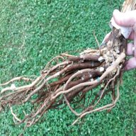 bare root plants for sale