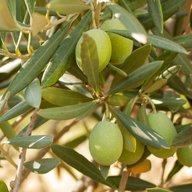 olive tree for sale