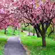 cherry blossom tree for sale
