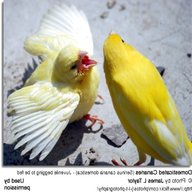 canary breeding for sale