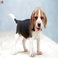 beagler for sale