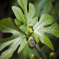 fig tree for sale