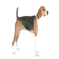 foxhound for sale