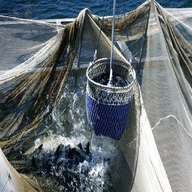 fishing keep nets for sale