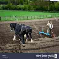 horse drawn plough for sale