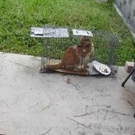 cat trap for sale