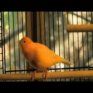 singing birds for sale