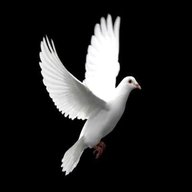 white doves for sale